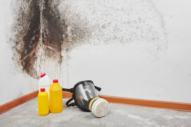 Best DIY Mold Remediation Support Services in Barnhart, MO