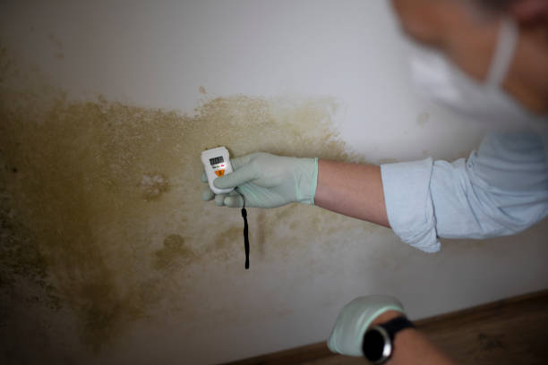 Best Commercial Mold Remediation in Barnhart, MO