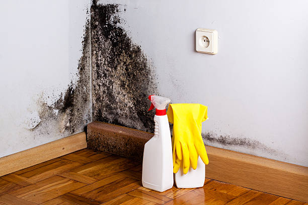 Best Bathroom Mold Remediation in Barnhart, MO